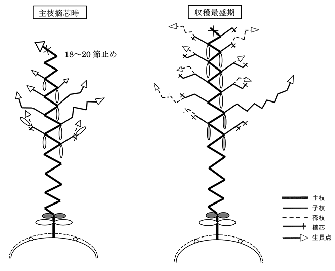 主枝摘芯時、収穫最盛期