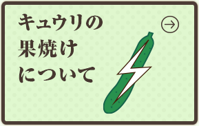 キュウリの果焼けについて